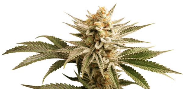 LEMON KIX