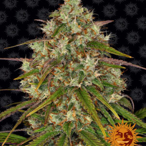 LIBERTY HAZE