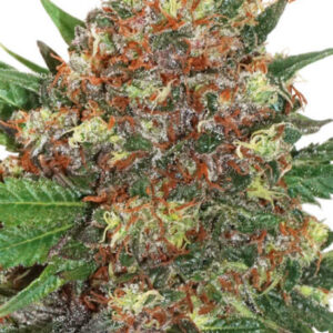 MASTER KUSH