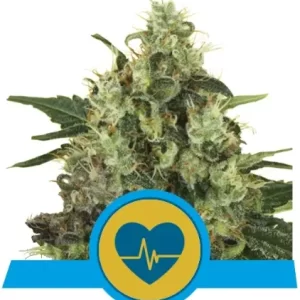 MEDICAL MASS CBD