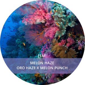 MELÓN HAZE