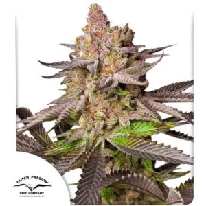 MELONADE RUNTZ AUTO