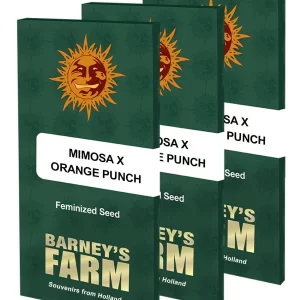 MIMOSA X ORANGE PUNCH