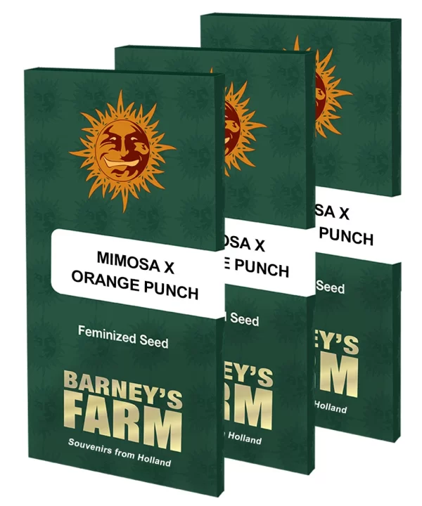 MIMOSA X ORANGE PUNCH