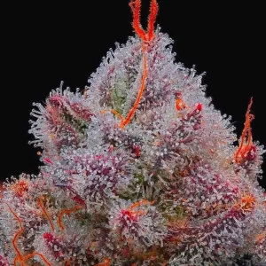 MIX HIGH THC
