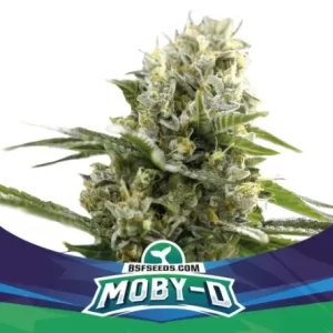 MOBY-D XXL