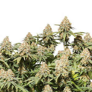 MOBY DICK AUTO