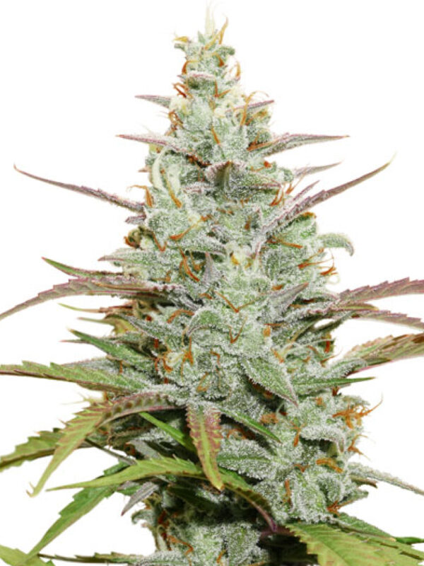 MOKUM'S TULIP