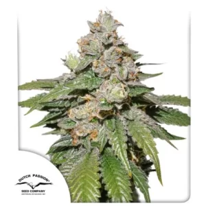 MOKUM'S TULIP AUTO