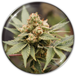 MEDICAL GRAPE