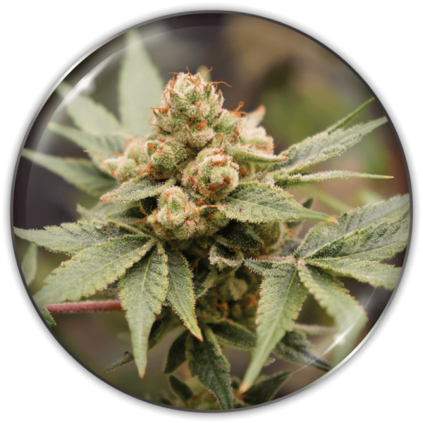 MEDICAL GRAPE