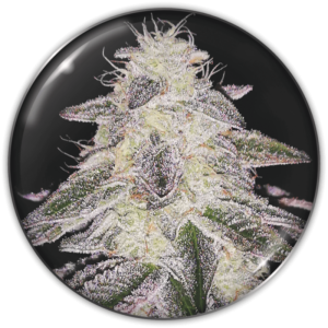 MEDICAL RUNNTZ