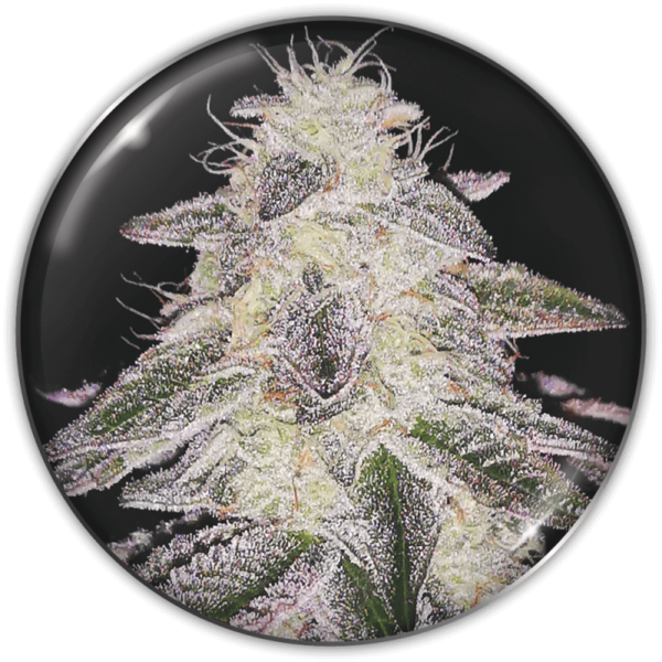 MEDICAL RUNNTZ