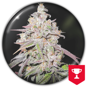 MENDOCINO CHANEL KUSH