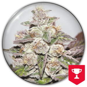 MENDOCINO PURPLE KUSH
