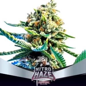 NITRO HAZE