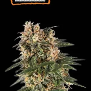NORTHERN LIGHTS AUTO