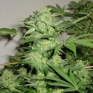 NORTHERN SPECIAL