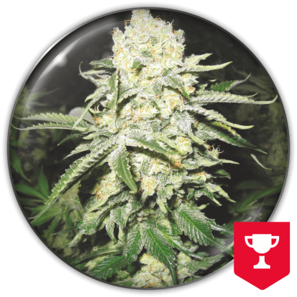 NO NAME AUTO