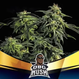 OBG KUSH FASTER