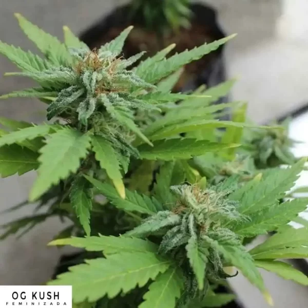 OG KUSH
