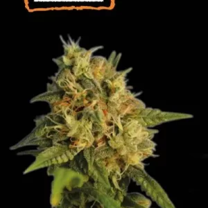 OG KUSH FEM