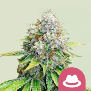 O.G. KUSH