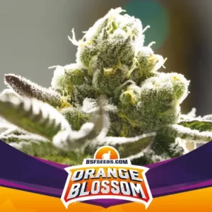 ORANGE BLOSSOM