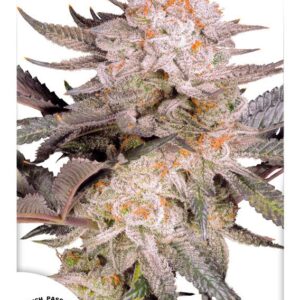 ORANGE BUD