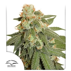 ORANGE BUD AUTO