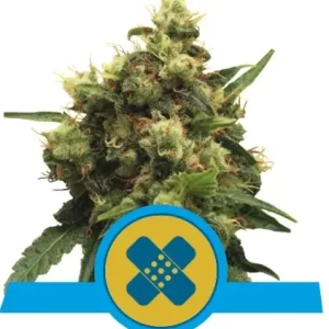 PAINKILLER CBD