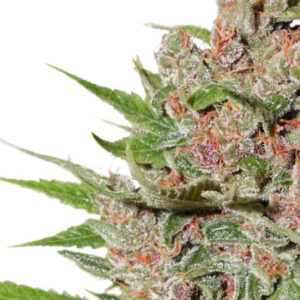 PASSION FRUIT
