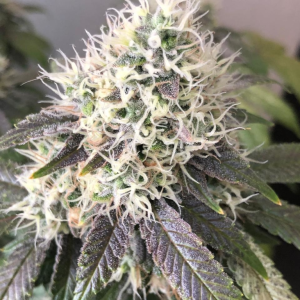 PATAGONIA KUSH