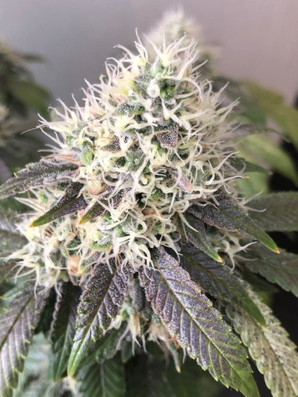 PATAGONIA KUSH