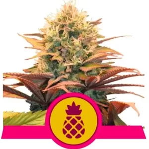 PINEAPPLE KUSH