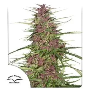 PURPLE #1