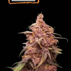 PURPLE PUNCH FEM