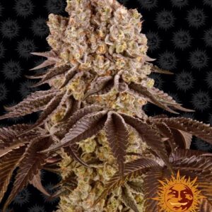 PURPLE PUNCH FOTO