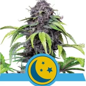 PURPLEMATIC AUTO CBD