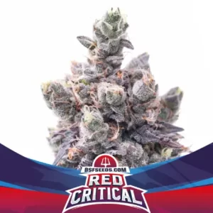 RED CRITICAL