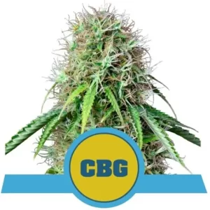 ROYAL CBG AUTO