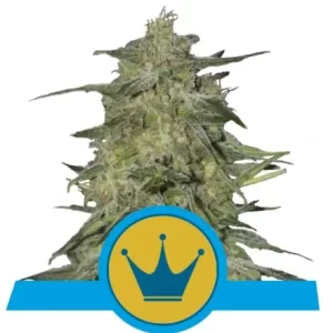ROYAL HIGHNESS CBD