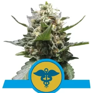 ROYAL MEDIC CBD