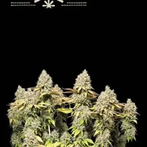 RUCU CUCU OG AUTO