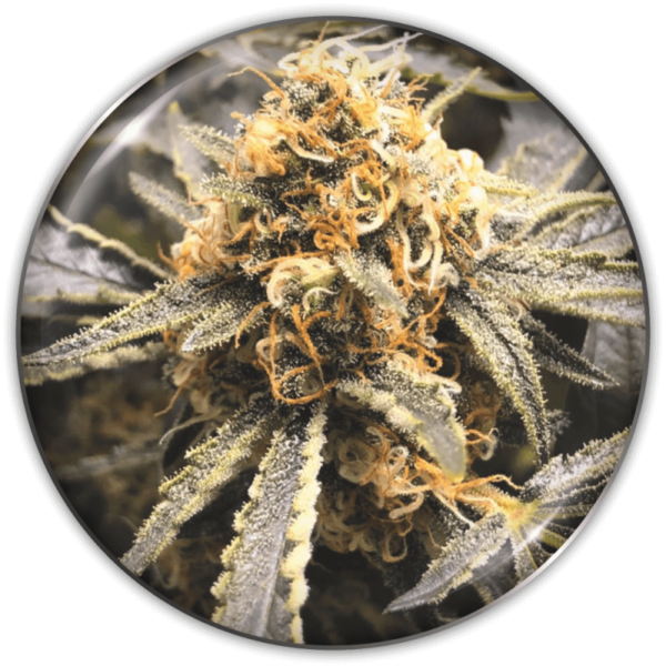 RECOVERY CBD