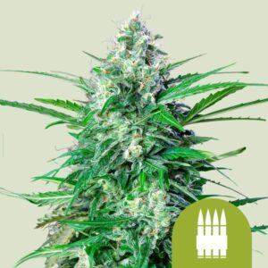 ROYAL AK AUTO