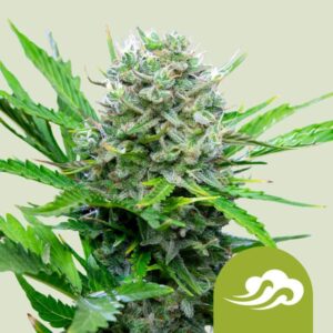 ROYAL BLUEMATIC AUTO