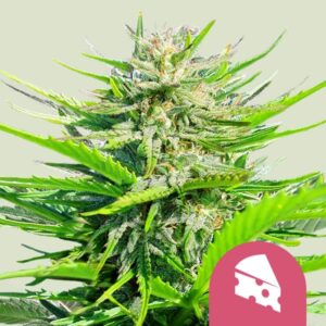 ROYAL CHEESE - FAST