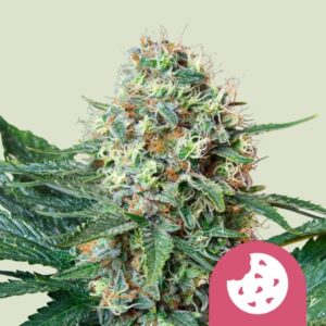 ROYAL COOKIES