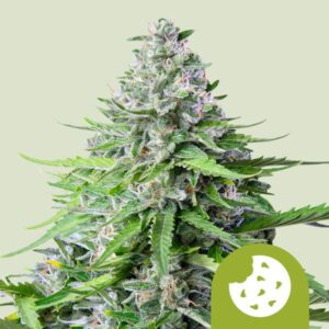 ROYAL COOKIES AUTO